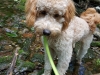 Charlie R Picture In Stream for Website July 2017