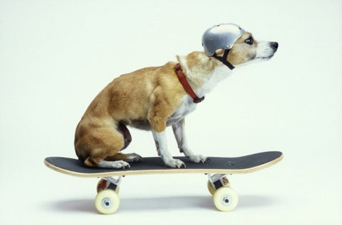 dog on skateboard copy