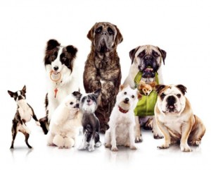 Group of Dogs