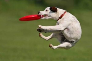 frisbee training