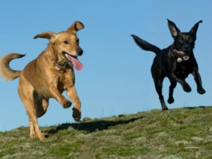 happy-dogs services