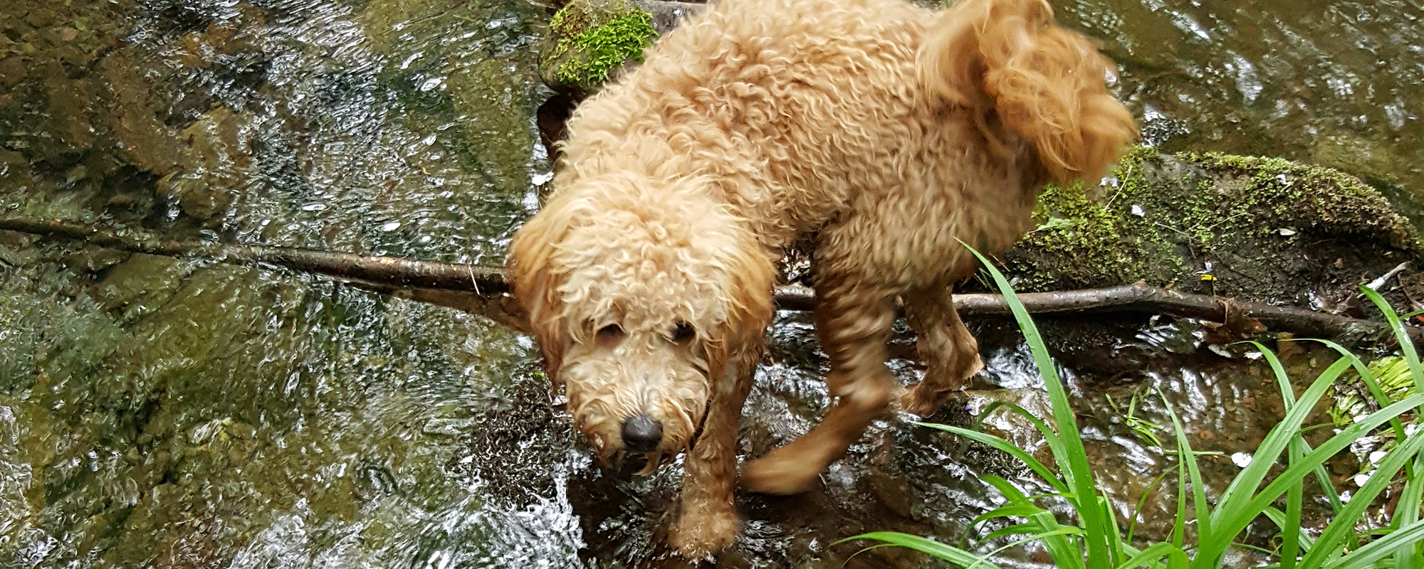 Does your pooch need to spend the night? Click to learn about BOARDING