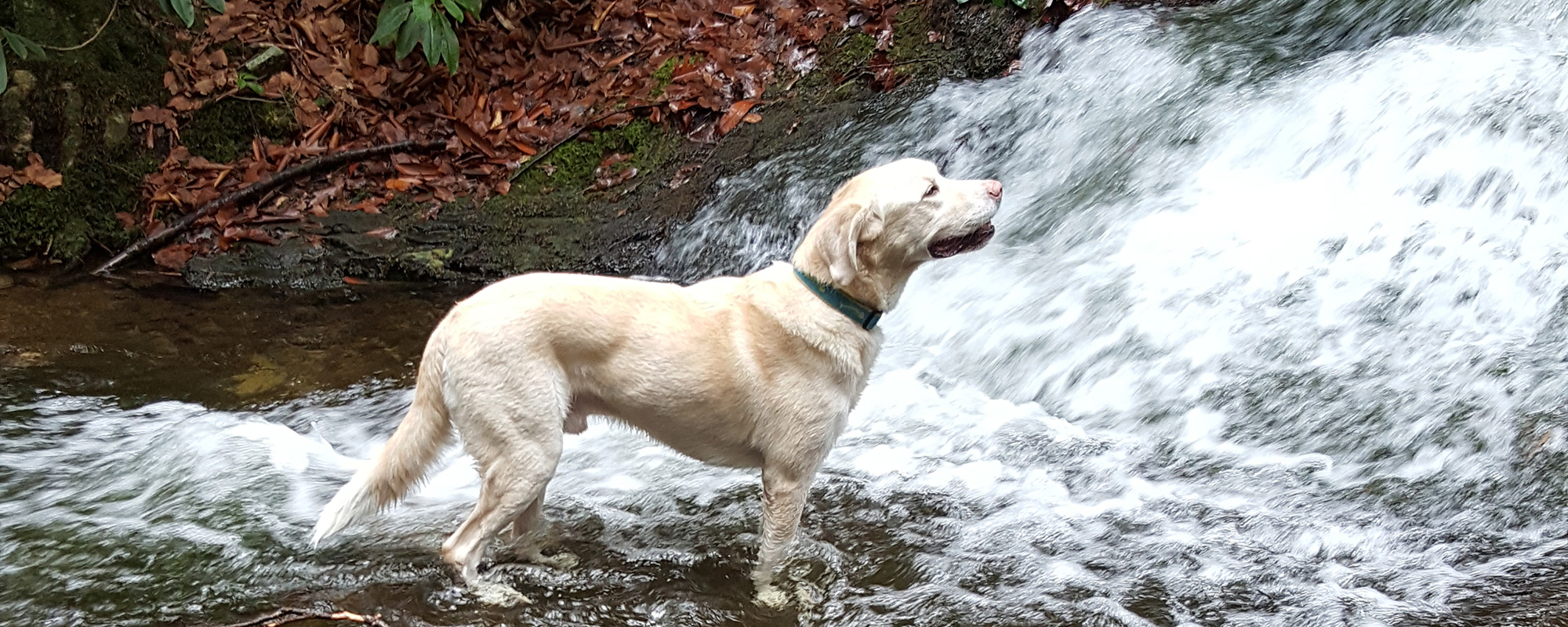 We'll watch your dog - Click to learn more about DAYCARE