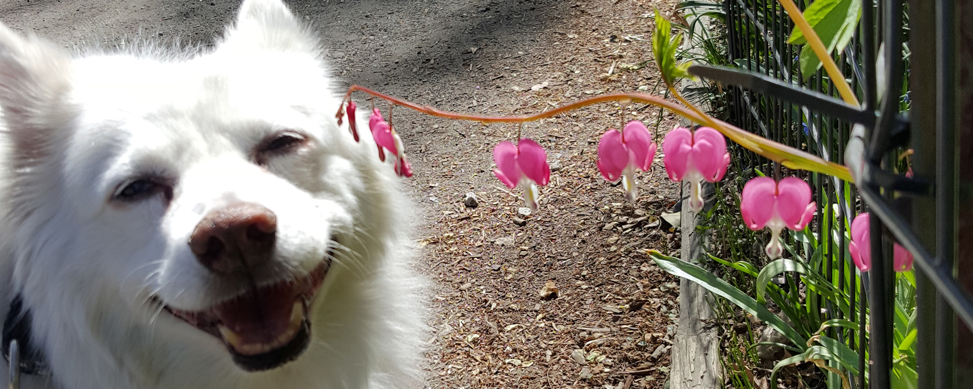 Does your dog need a lift? Click here to learn about TRANSPORTATION